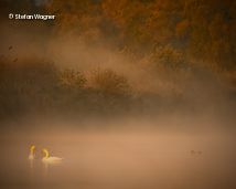See im Nebel mit Schwänen