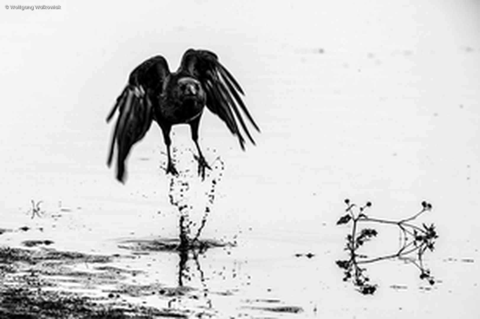 SW Vogel