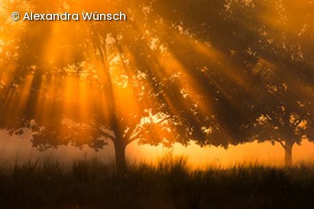 Sonnenstrahlen scheinen durch Bäume
