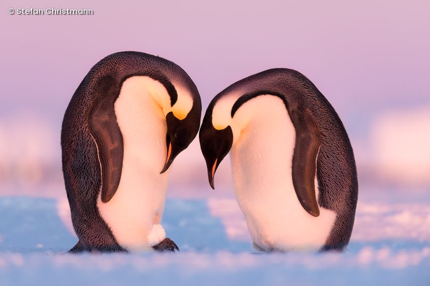 Zwei Pinguine stehen beieinander im Eis und senken ihre Köpfe zueinander