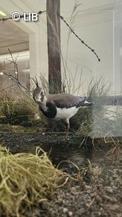 Vogelpräparat