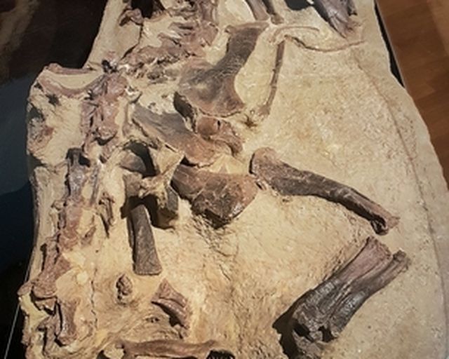 Dino Fossilie