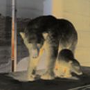 Eisbär Präparat