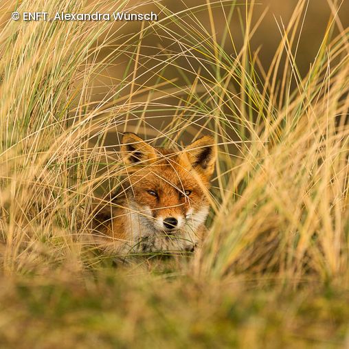 Alexandra Wünsch Fuchs