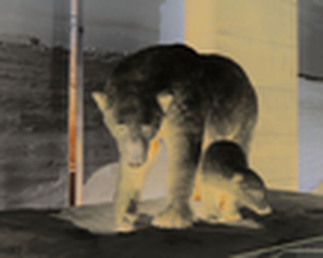 Eisbär Präparat