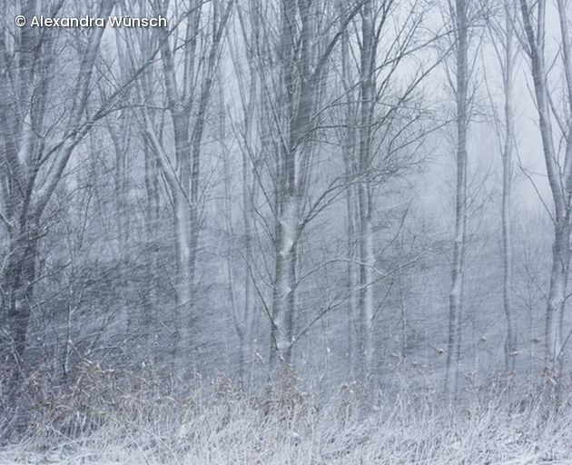Wald im Schnee