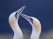 2 weiße Vögel
