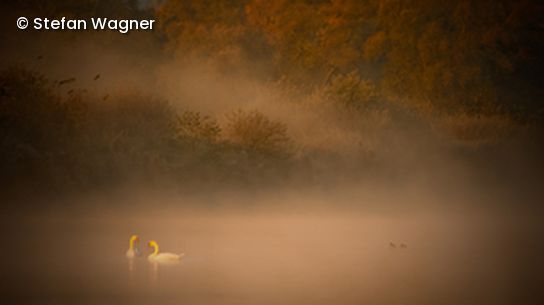 See im Nebel mit Schwänen