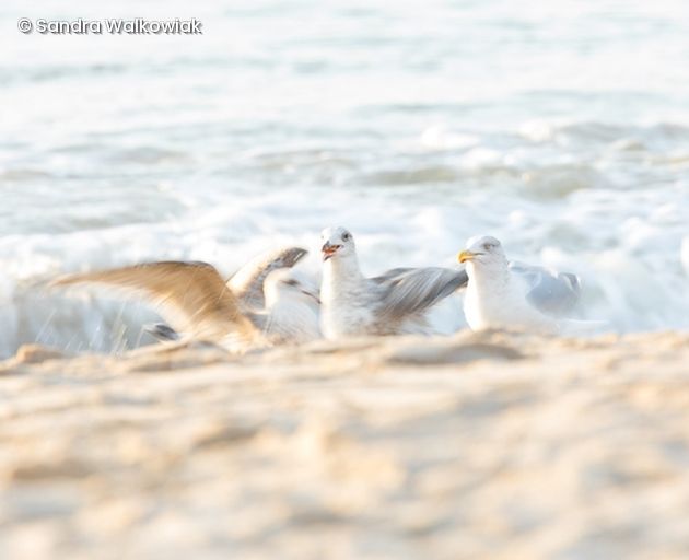 Möwen am Strand