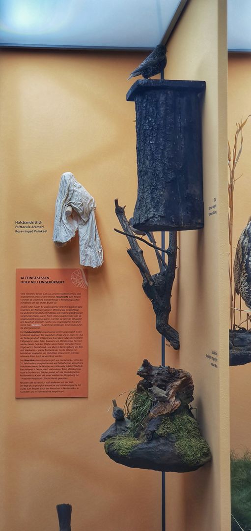 Enterventionale Ausstellungsvirtrine