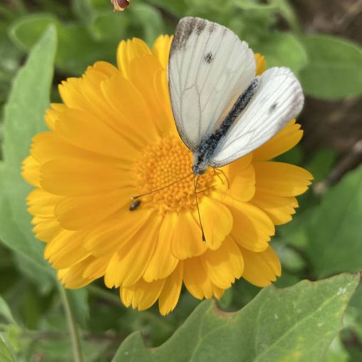 Schmetterling und Schwebfliege an einer Ringelblume