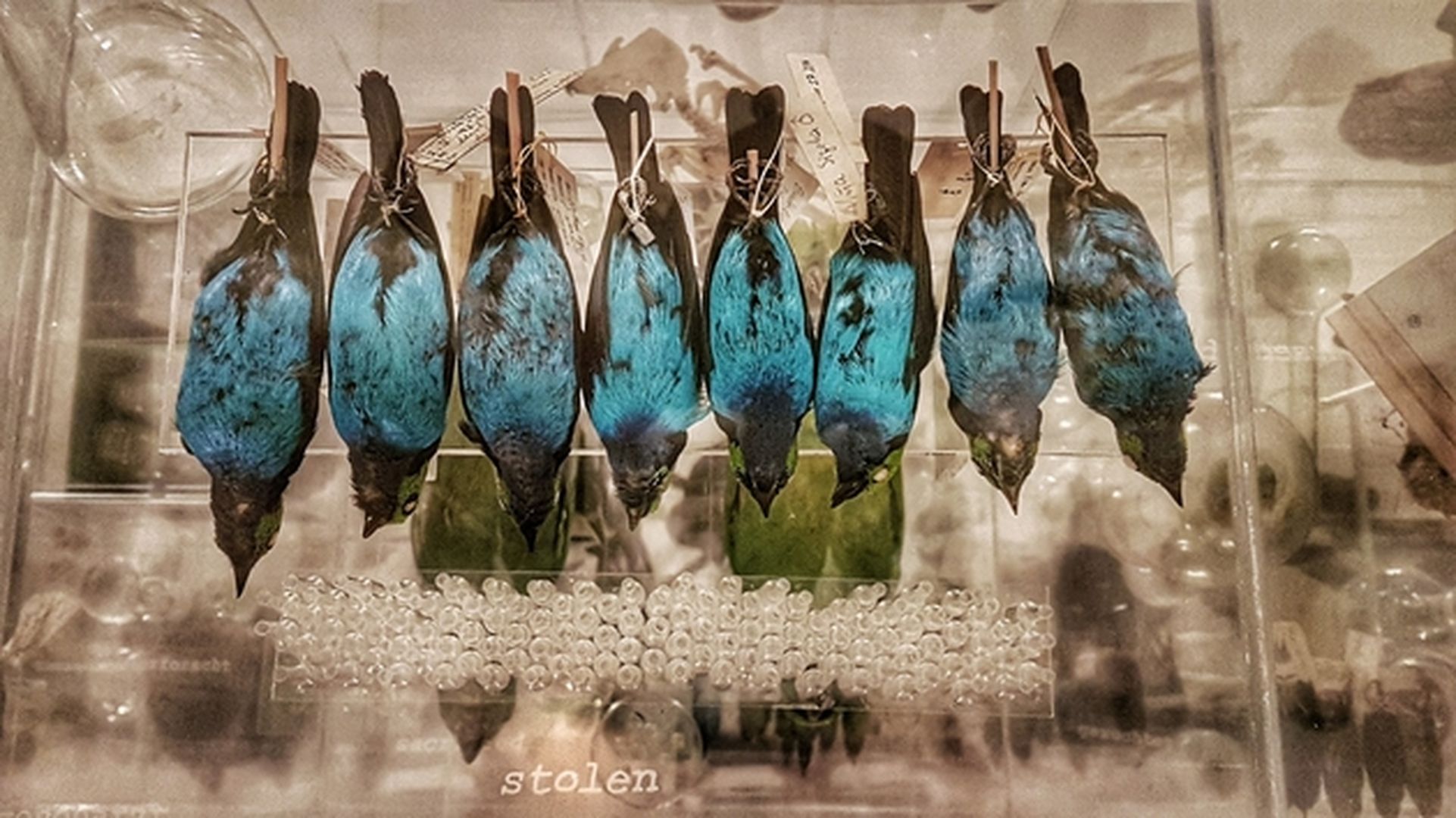 Vogelpräparate in Ausstellungsraum