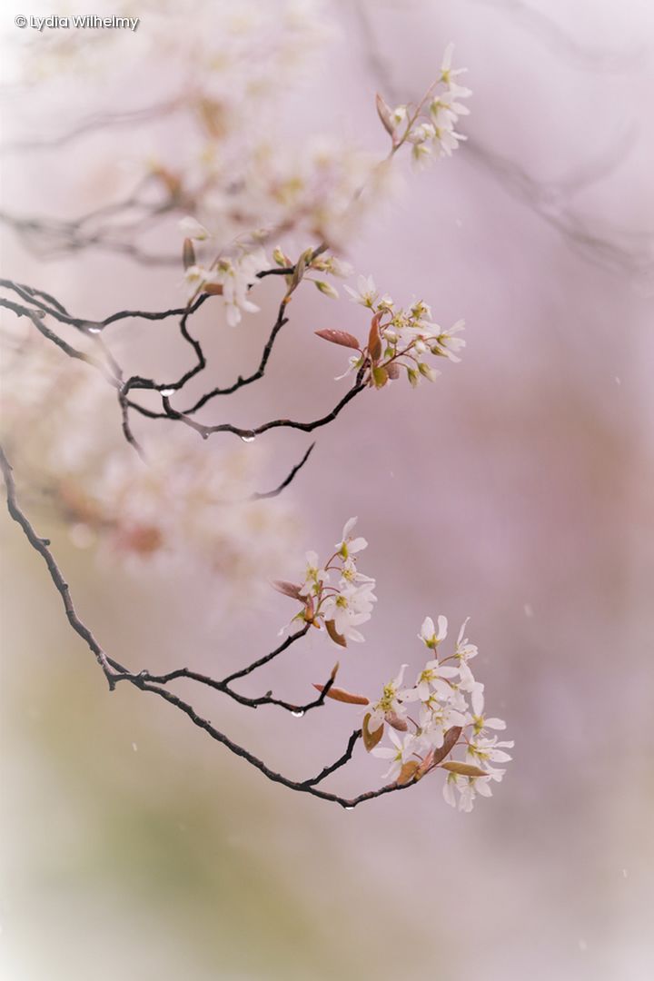 Kirschbaumblüte