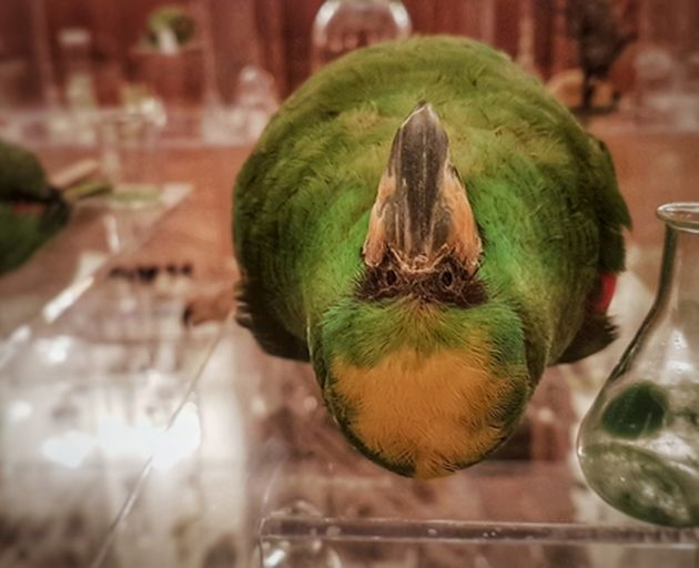 Vogelpräparat in Ausstellung