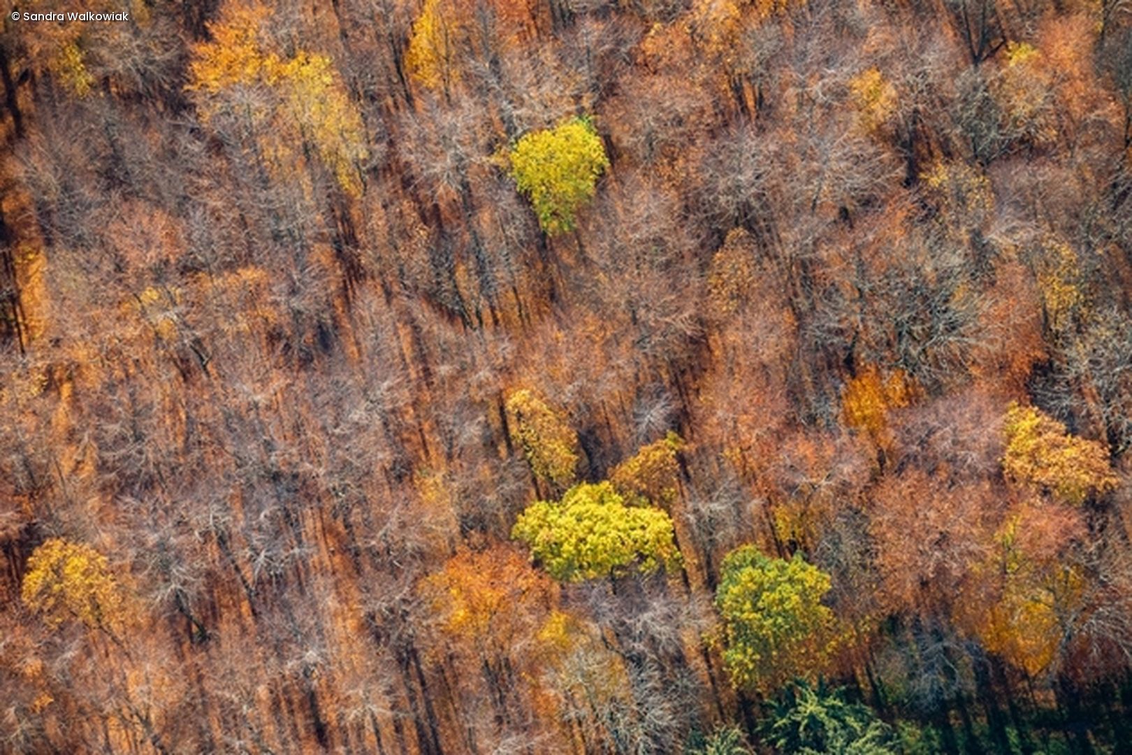 Herbstwald von oben