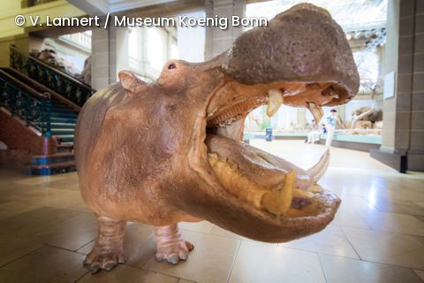 Hippoline Museum Koenig Bonn Volker Lannert