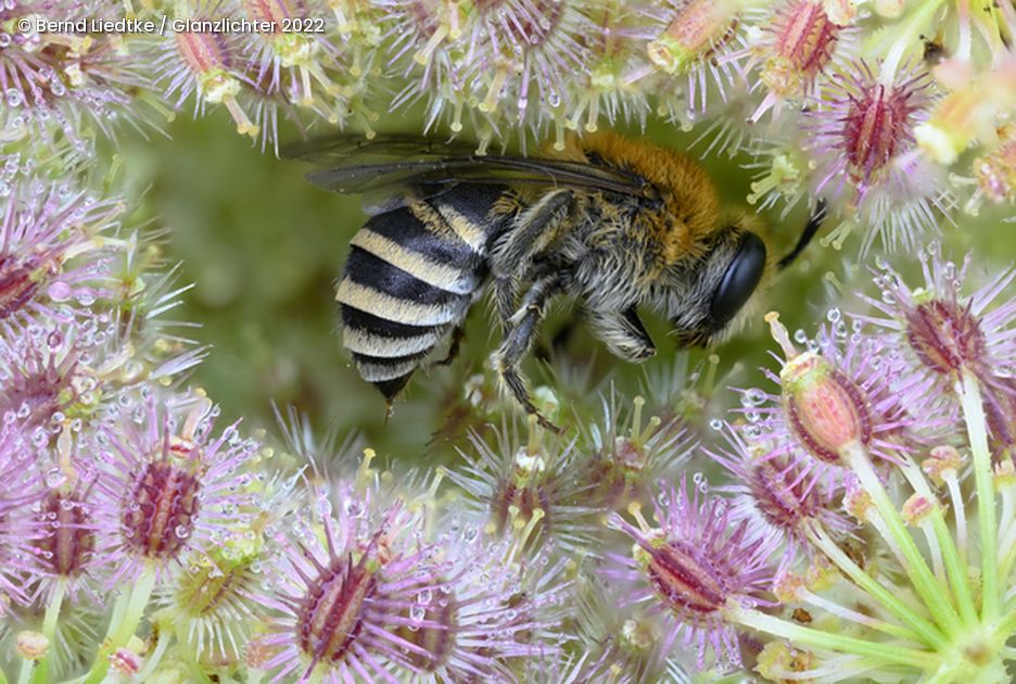 Biene in Mitte von Blumen