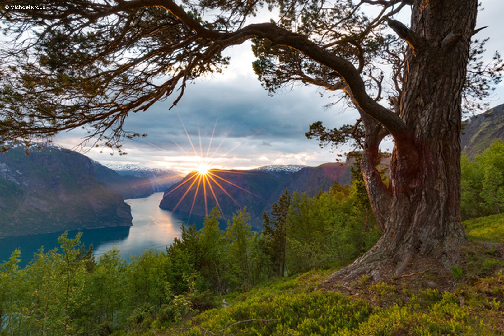 Fjordkiefer mit See-Panorama