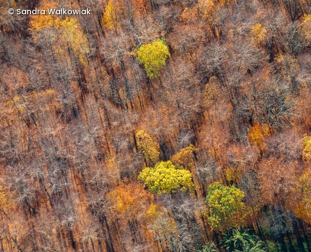 Herbstwald von oben