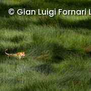 Streifzug im Sumpf Löwin, Serengeti National Park, Tansania