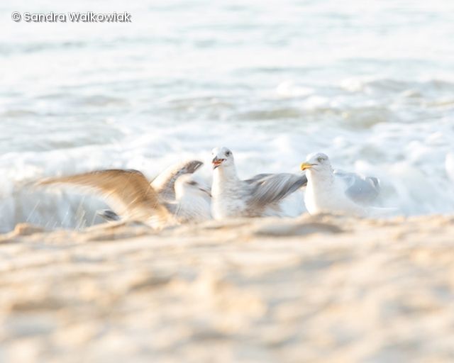 Möwen am Strand