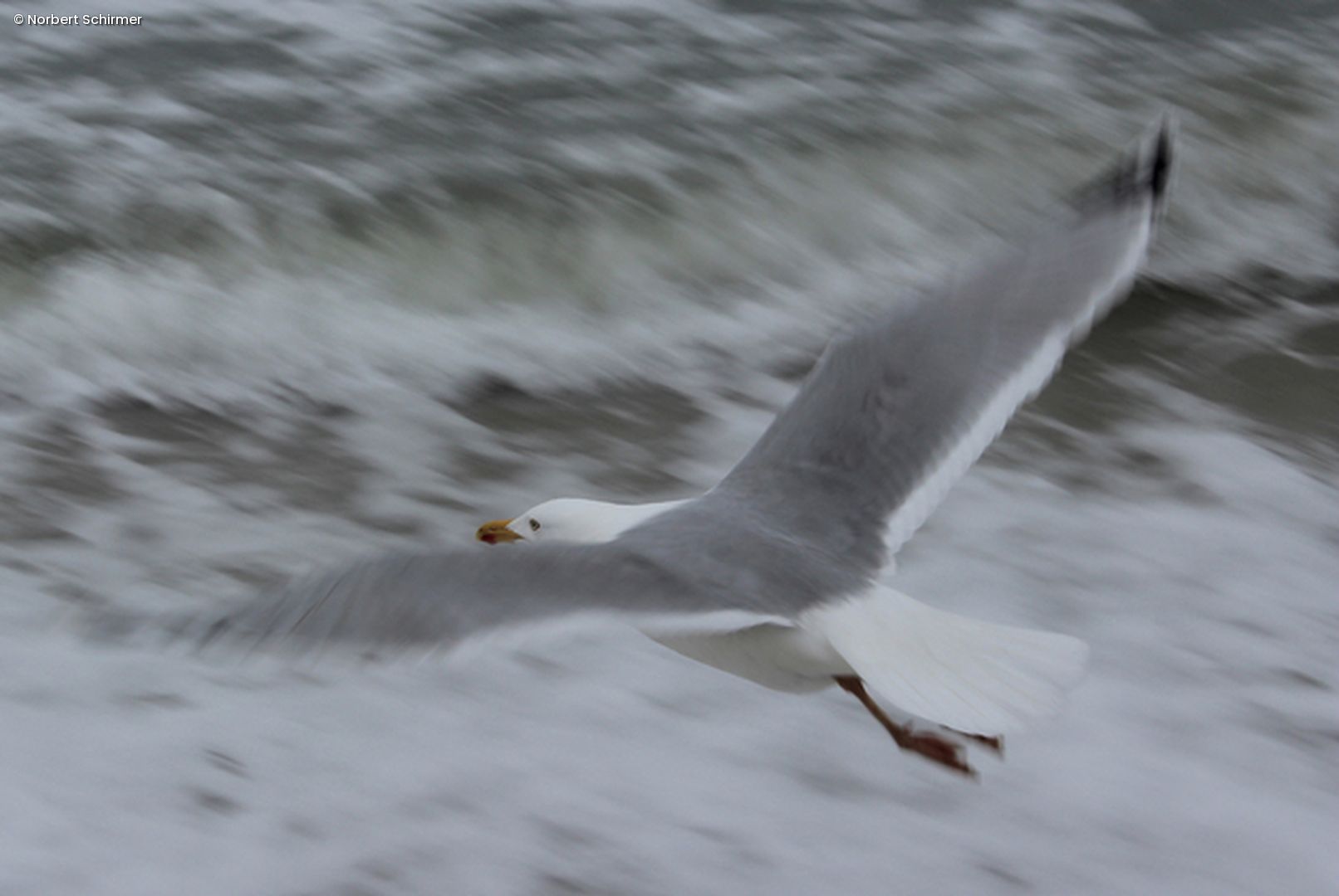 Möwe fliegt über Wasser