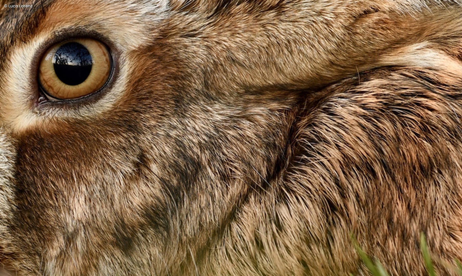 Auge von Feldhase