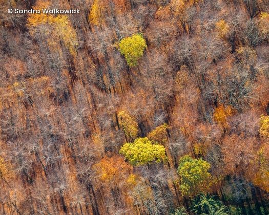 Herbstwald von oben