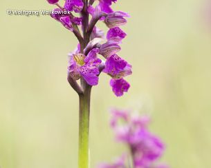 Blume mit lila Blüten