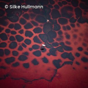 Rot Schwarz gemustertes Tier