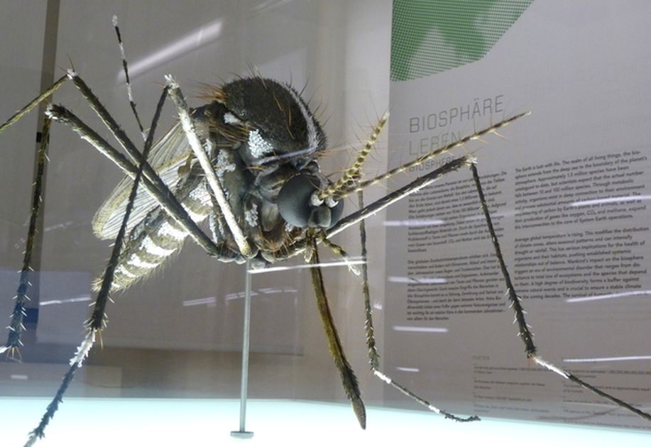 Großes Mückenmodell