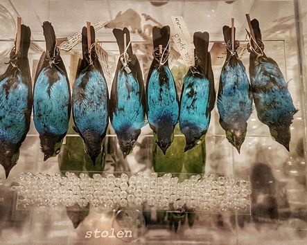 Vogelpräparate in Ausstellungsraum