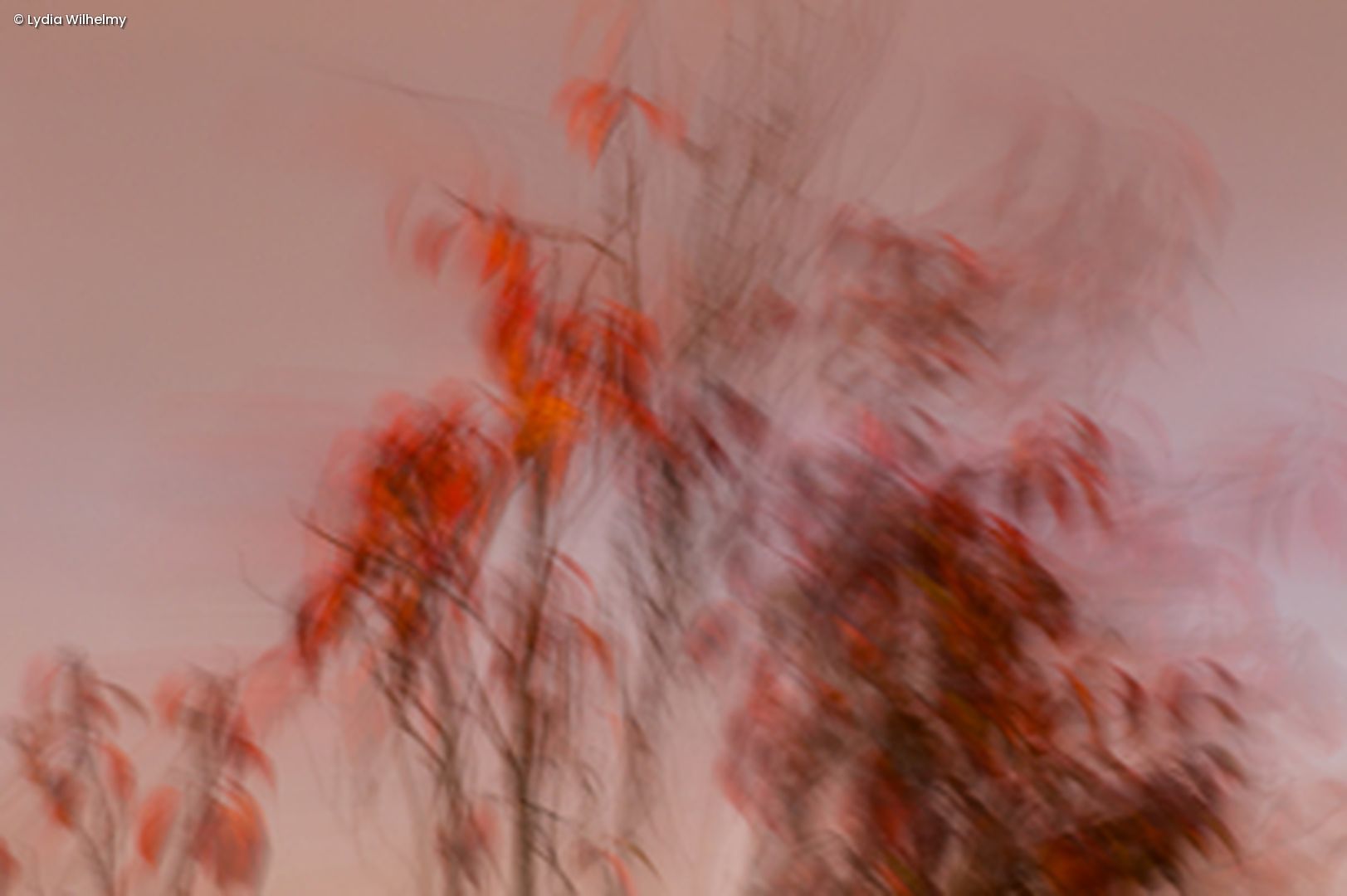 Rote Blüten