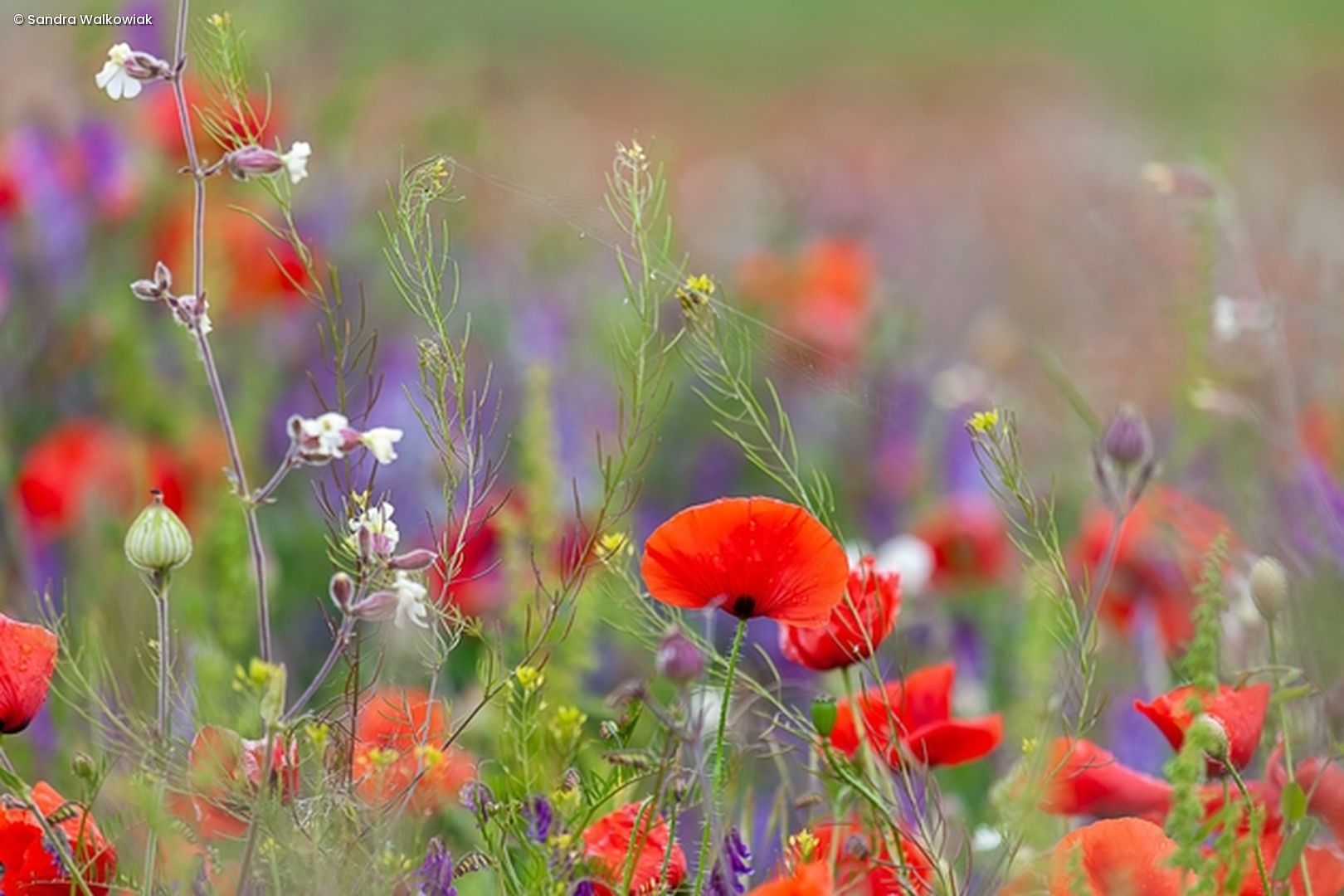 Bunte Blumenwiese