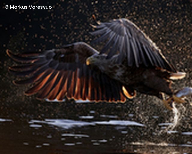 Seeadler greift Beute aus Wasser