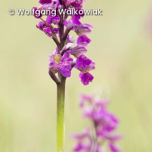 Blume mit lila Blüten