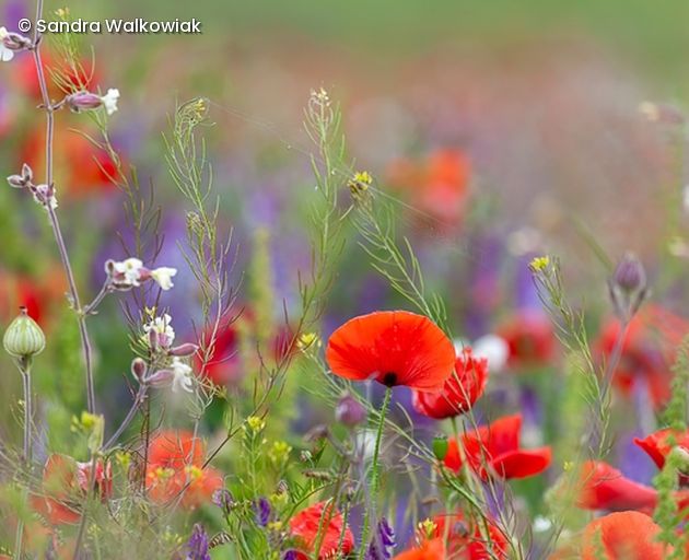 Bunte Blumenwiese