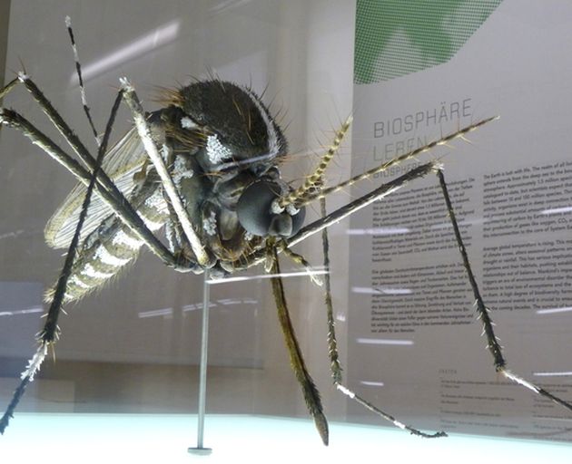 Großes Mückenmodell