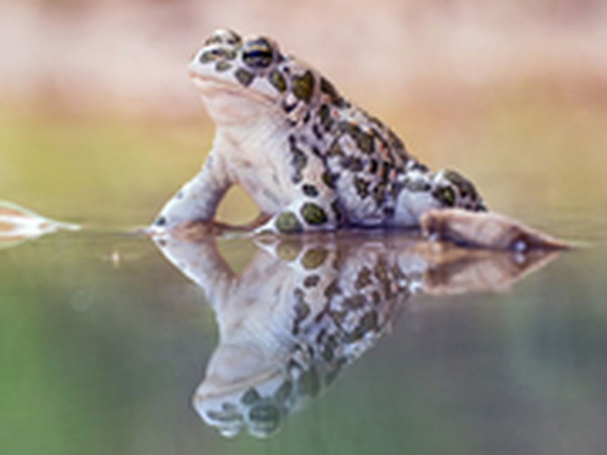 Frosch auf Wasseroberfläche 
