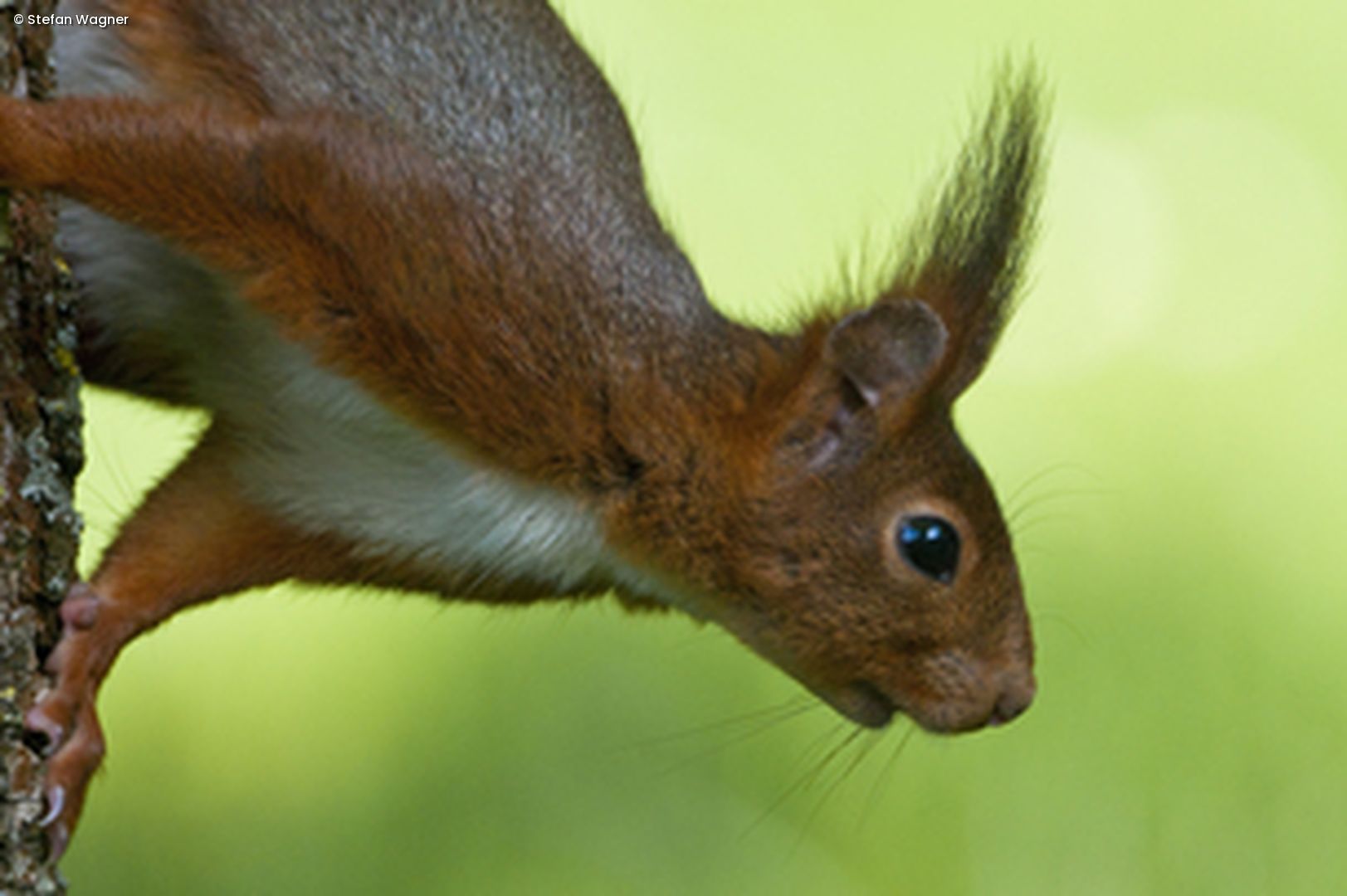 Eichhörnchen