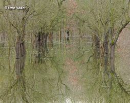 Bäume spiegeln sich im Wasser