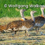 Vögel auf Feld