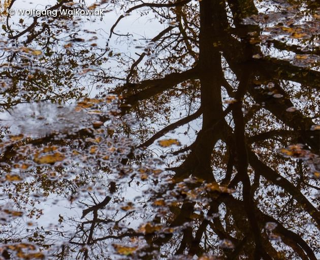 Baum spiegelt sich auf Wasseroberfläche