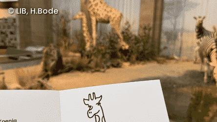 Aufgeklapptes Malheft mit zwei Giraffenabbildungen zum Ausmalen, im Hintergund sieht man die Giraffe in der Savannenausstellung des Museum Koenig