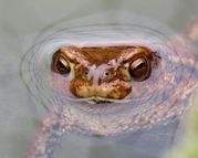 Frosch lugt aus dem Wasser