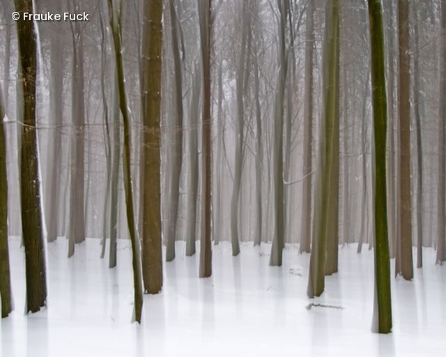 Wald im Schnee