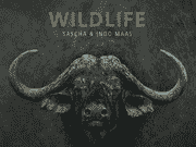 Wildlife Logo & Bullen-Kopf