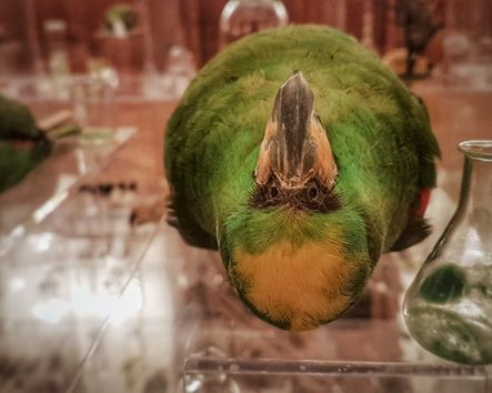 Vogelpräparat in Ausstellung