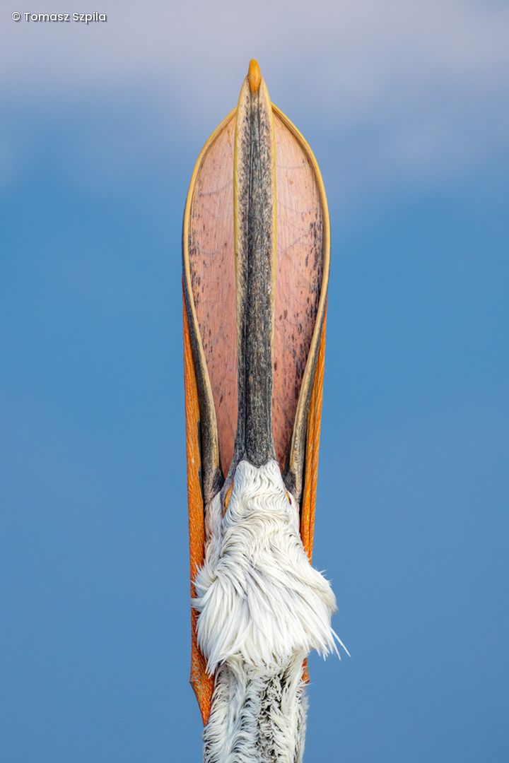 Vogelkopf