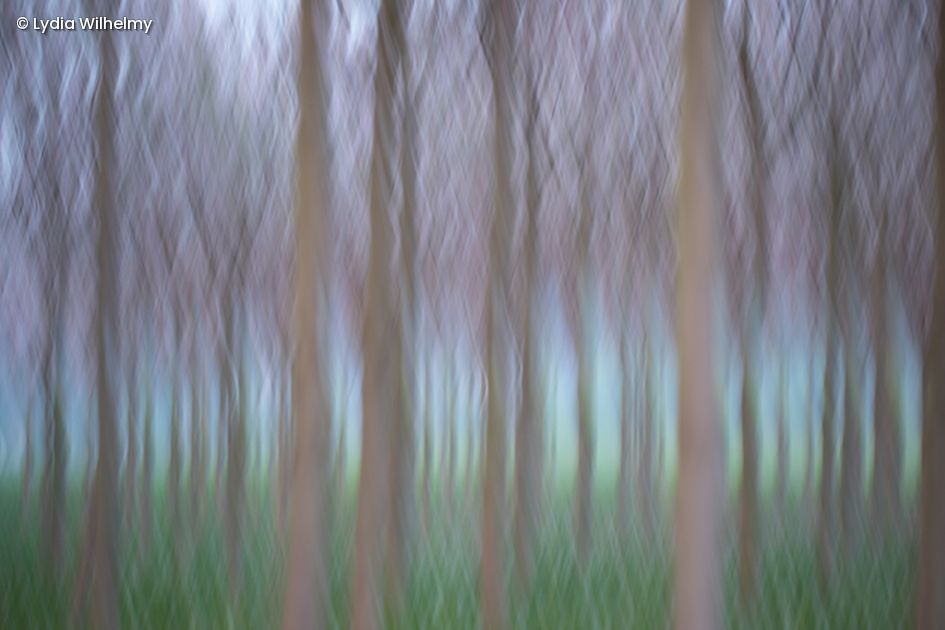 Baumstämme